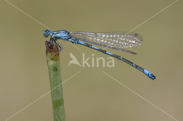 Zuidelijke waterjuffer (Coenagrion caerulescens)