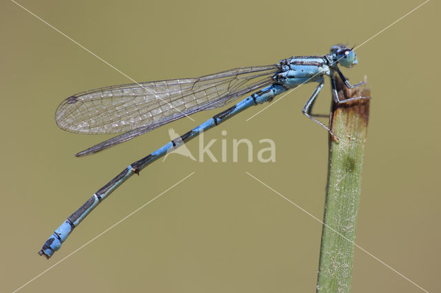 Zuidelijke waterjuffer (Coenagrion caerulescens)