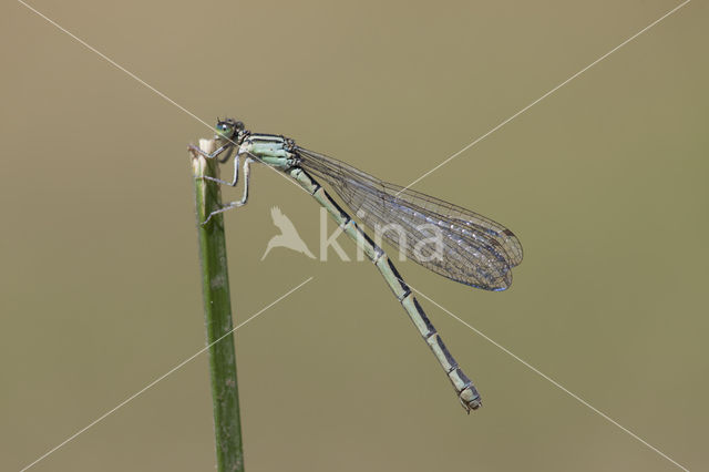 Zuidelijke waterjuffer (Coenagrion caerulescens)