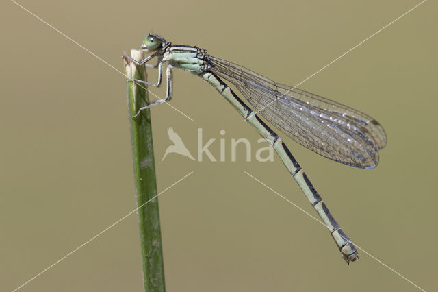 Zuidelijke waterjuffer (Coenagrion caerulescens)