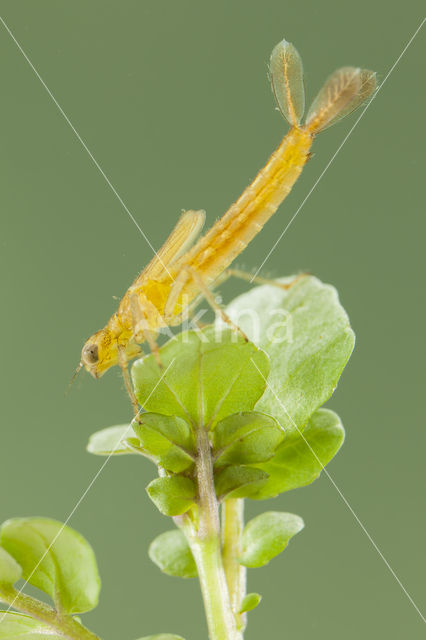 Southern Blue Damselfly (Coenagrion caerulescens)