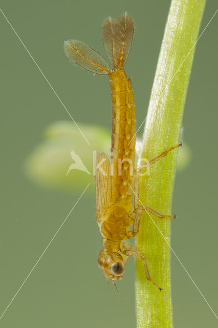 Southern Blue Damselfly (Coenagrion caerulescens)