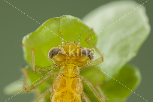 Southern Blue Damselfly (Coenagrion caerulescens)