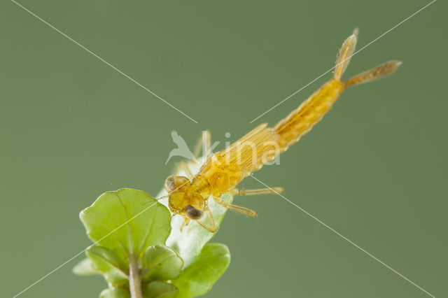 Southern Blue Damselfly (Coenagrion caerulescens)