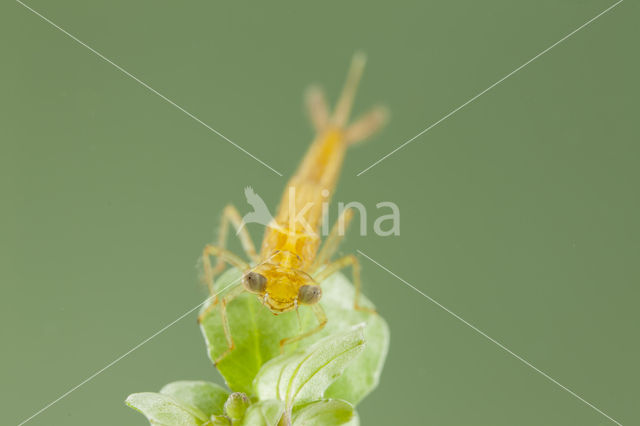 Zuidelijke waterjuffer (Coenagrion caerulescens)