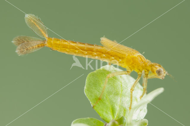 Zuidelijke waterjuffer (Coenagrion caerulescens)