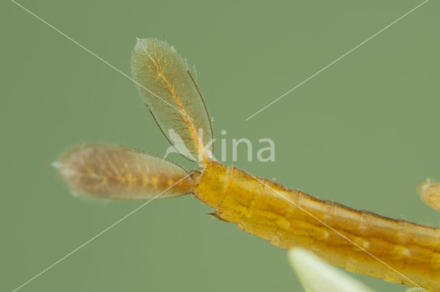 Zuidelijke waterjuffer (Coenagrion caerulescens)