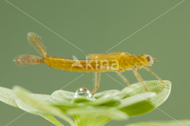 Zuidelijke waterjuffer (Coenagrion caerulescens)