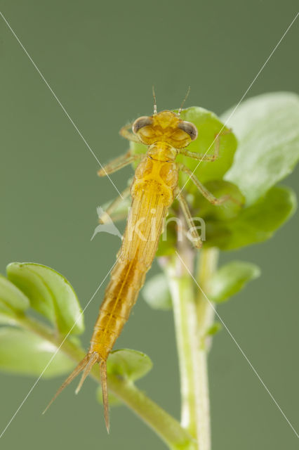 Zuidelijke waterjuffer (Coenagrion caerulescens)