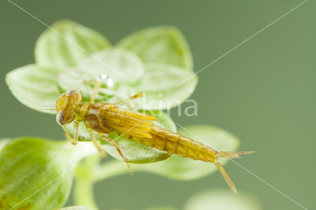 Zuidelijke waterjuffer (Coenagrion caerulescens)