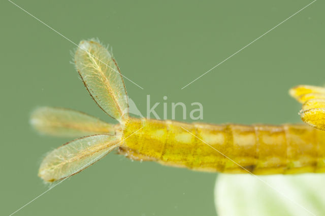 Zuidelijke waterjuffer (Coenagrion caerulescens)