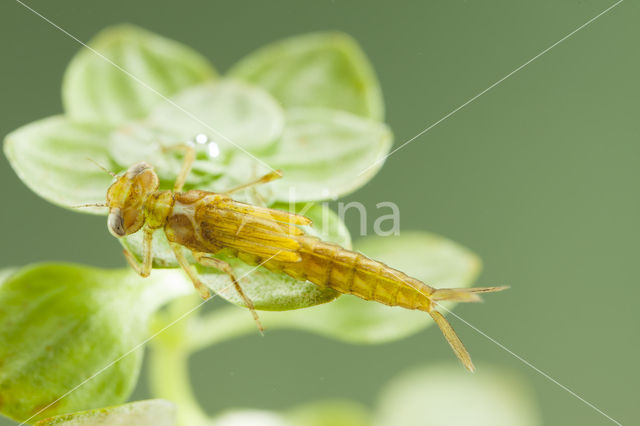 Southern Blue Damselfly (Coenagrion caerulescens)