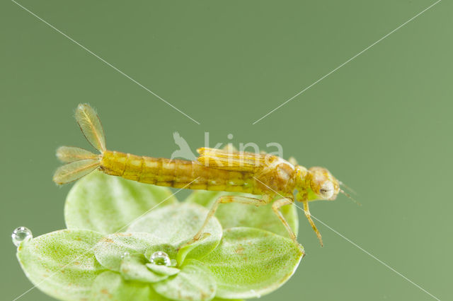 Southern Blue Damselfly (Coenagrion caerulescens)