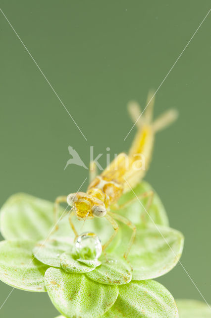 Zuidelijke waterjuffer (Coenagrion caerulescens)