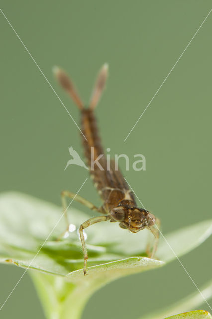 Southern Blue Damselfly (Coenagrion caerulescens)