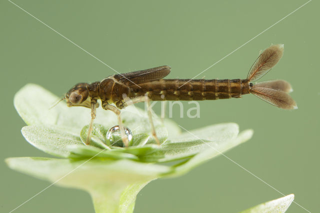 Zuidelijke waterjuffer (Coenagrion caerulescens)