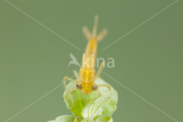 Zuidelijke waterjuffer (Coenagrion caerulescens)