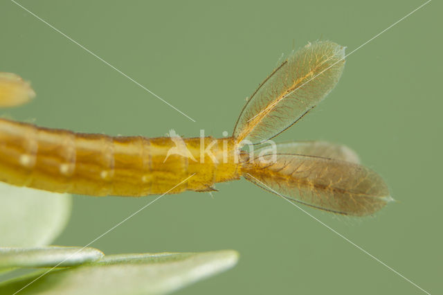 Southern Blue Damselfly (Coenagrion caerulescens)