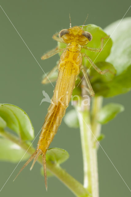 Southern Blue Damselfly (Coenagrion caerulescens)