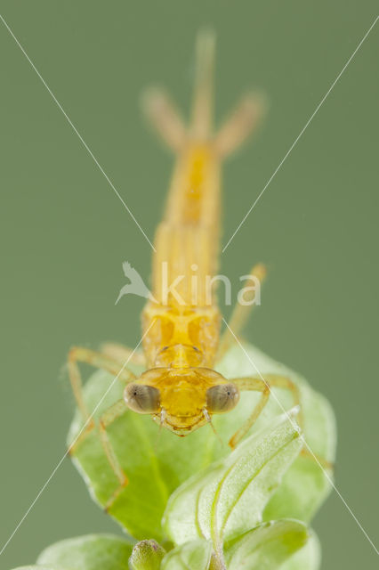 Zuidelijke waterjuffer (Coenagrion caerulescens)