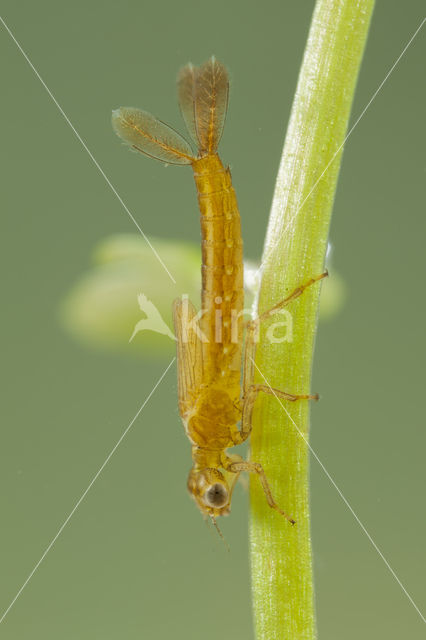 Zuidelijke waterjuffer (Coenagrion caerulescens)