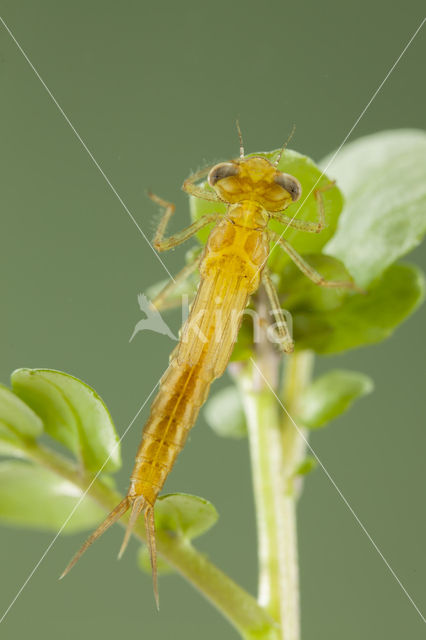 Zuidelijke waterjuffer (Coenagrion caerulescens)