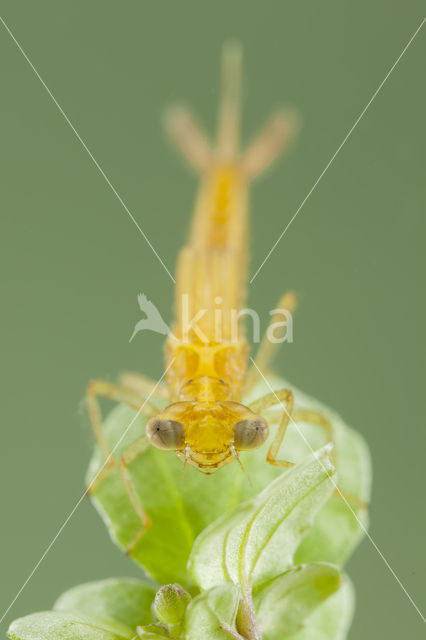 Zuidelijke waterjuffer (Coenagrion caerulescens)