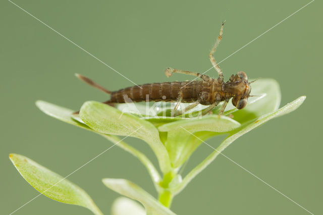 Zuidelijke waterjuffer (Coenagrion caerulescens)