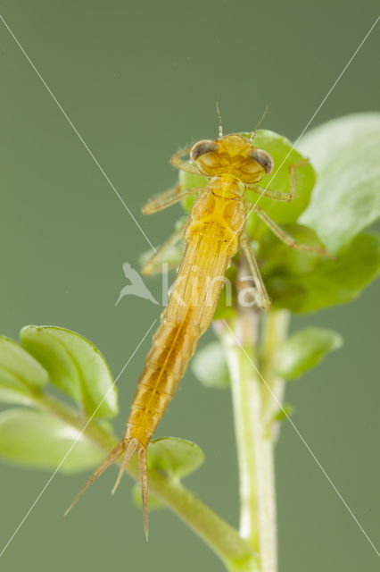 Zuidelijke waterjuffer (Coenagrion caerulescens)