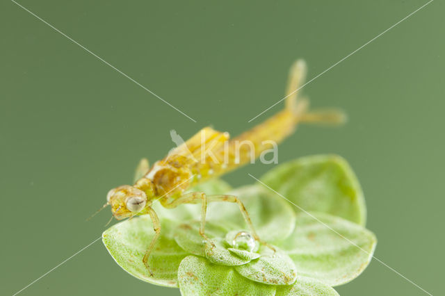 Zuidelijke waterjuffer (Coenagrion caerulescens)