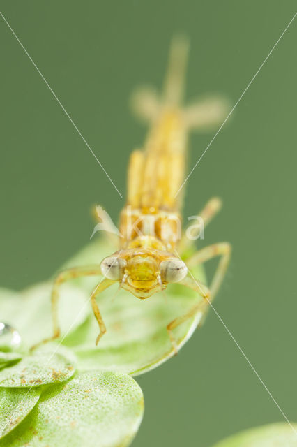 Zuidelijke waterjuffer (Coenagrion caerulescens)