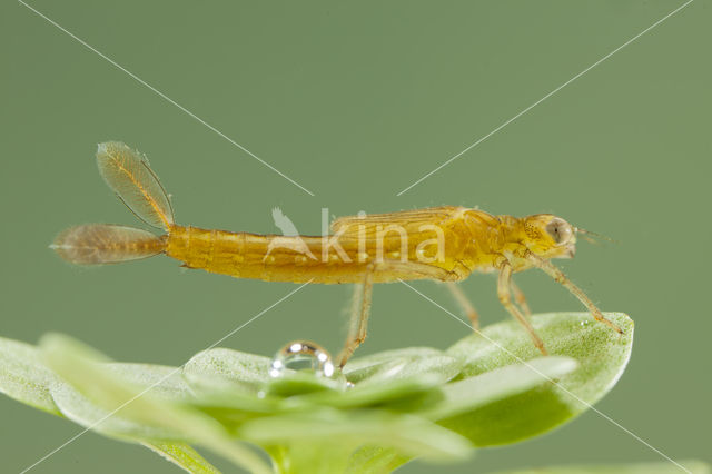 Southern Blue Damselfly (Coenagrion caerulescens)