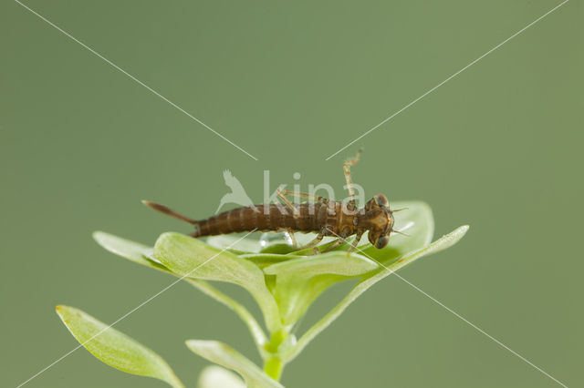 Southern Blue Damselfly (Coenagrion caerulescens)