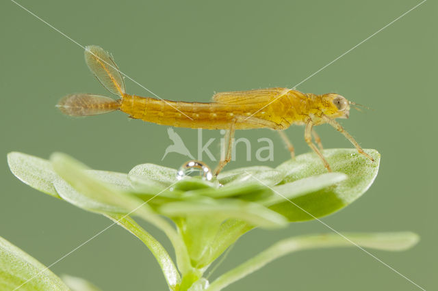 Zuidelijke waterjuffer (Coenagrion caerulescens)