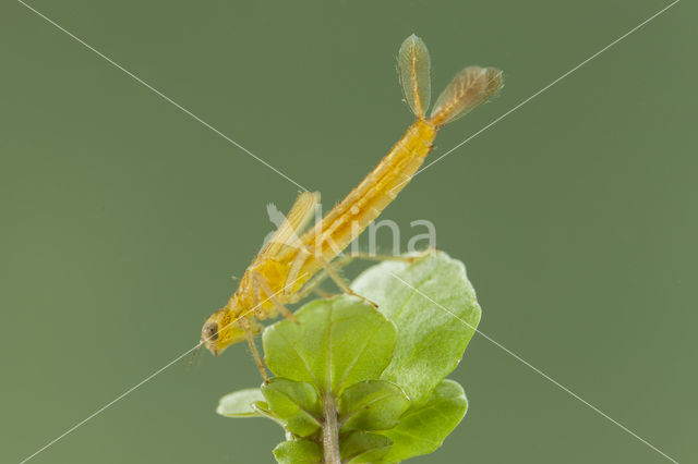 Zuidelijke waterjuffer (Coenagrion caerulescens)