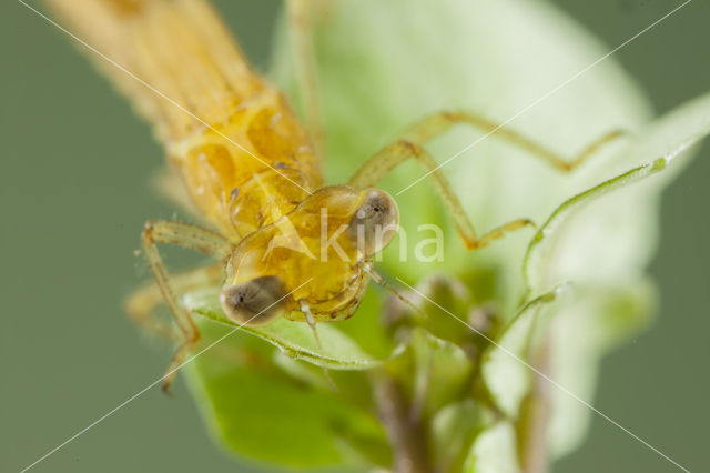 Zuidelijke waterjuffer (Coenagrion caerulescens)