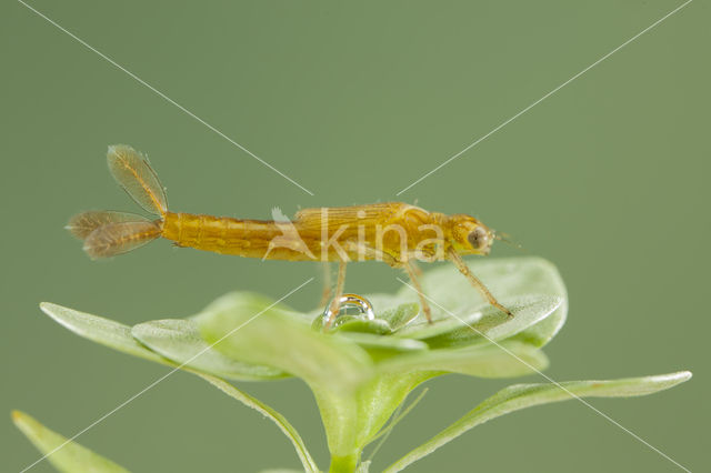 Southern Blue Damselfly (Coenagrion caerulescens)