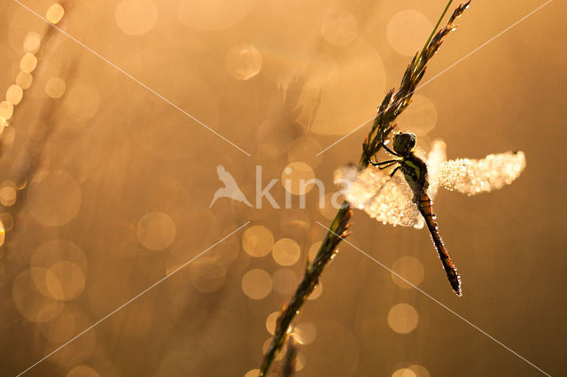 Zwarte heidelibel (Sympetrum danae)