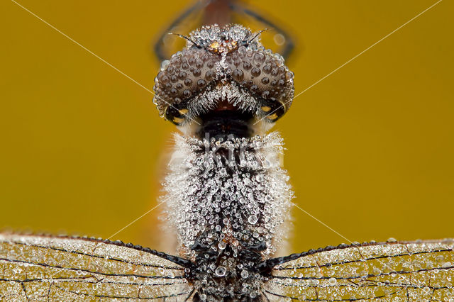 Zwarte heidelibel (Sympetrum danae)