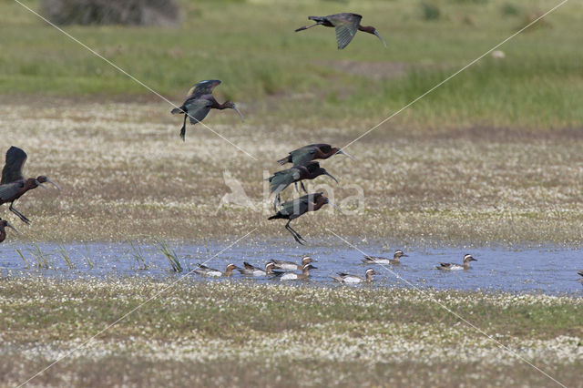 Zwarte Ibis (Plegadis falcinellus)