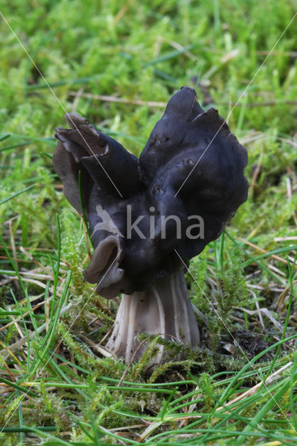 Elfin Saddle (Helvella lacunosa)