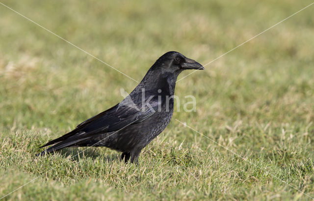 Zwarte Kraai (Corvus corone)