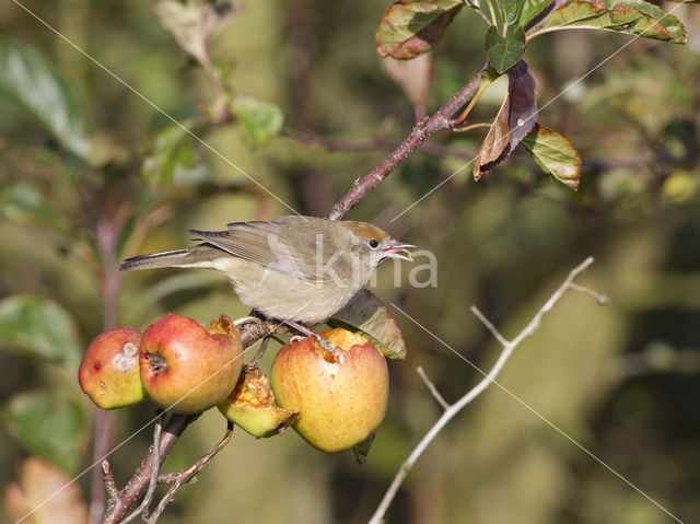 Blackcap (Sylvia atricapilla)