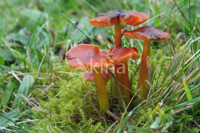 Zwartwordende wasplaat (Hygrocybe conica)