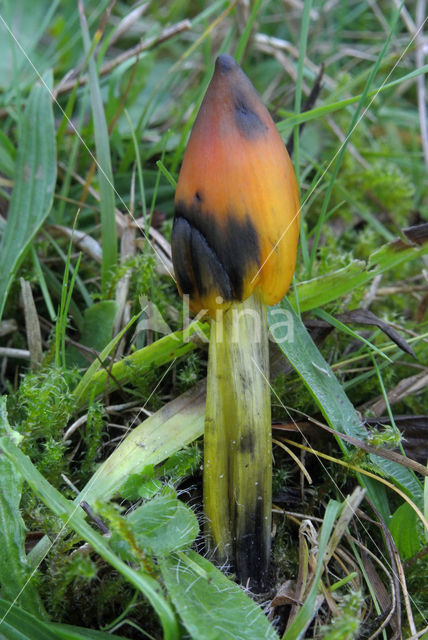 Zwartwordende wasplaat (Hygrocybe conica)