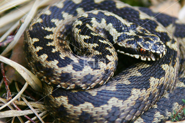 Common Viper (Vipera berus)