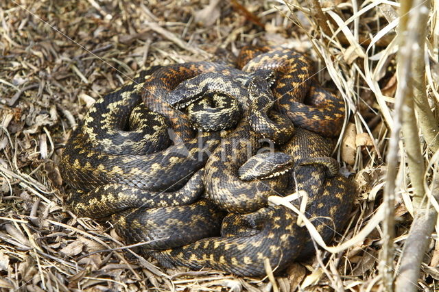 Adder (Vipera berus)