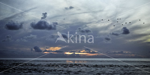 Ameland