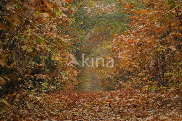 Red Oak (Quercus rubra)