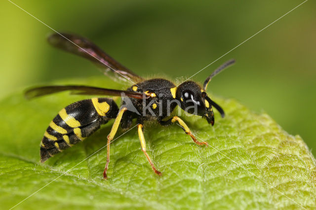 Ancistrocerus nigricornis